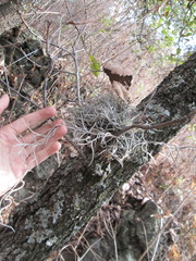 Tillandsia usneoides