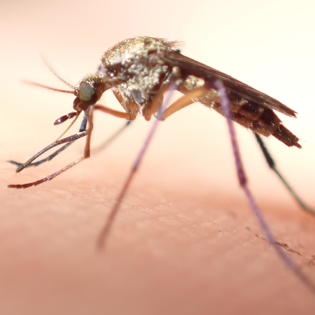 Psorophora cyanescens