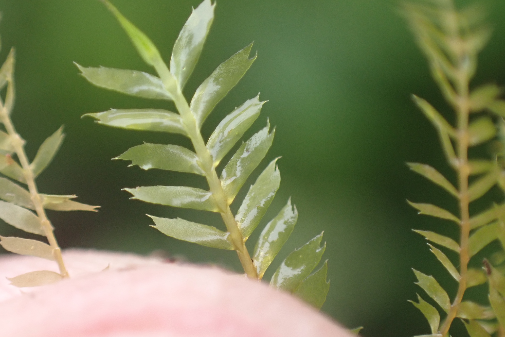 Chiastocaulon combinatum