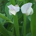 Nevada Sweet Pea - Photo (c) elise_pt, some rights reserved (CC BY-NC), uploaded by elise_pt