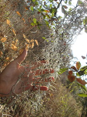 Tillandsia usneoides