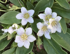 Hesperochiron pumilus