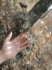 Tillandsia usneoides