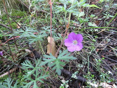 Geranium potentillifolium