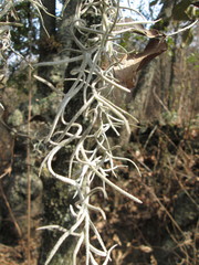 Tillandsia usneoides