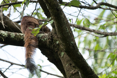 Chiromantis xerampelina