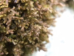 Frullania tamarisci