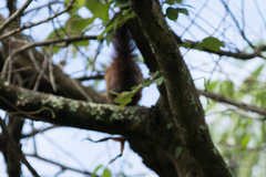 Chiromantis xerampelina