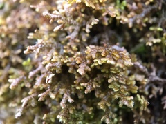Frullania tamarisci