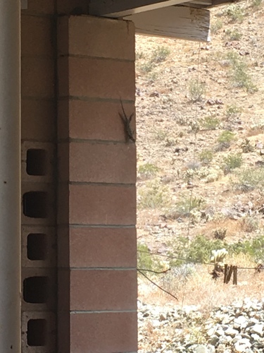 iNaturalist observation photo of Desert Spiny Lizard