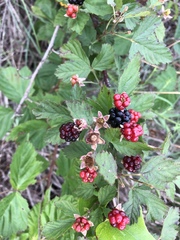 Rubus oklahomus