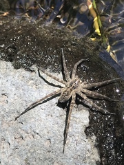 Dolomedes gertschi