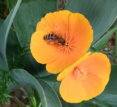 Apis mellifera