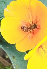 Apis mellifera