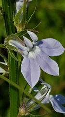 Lobelia spicata