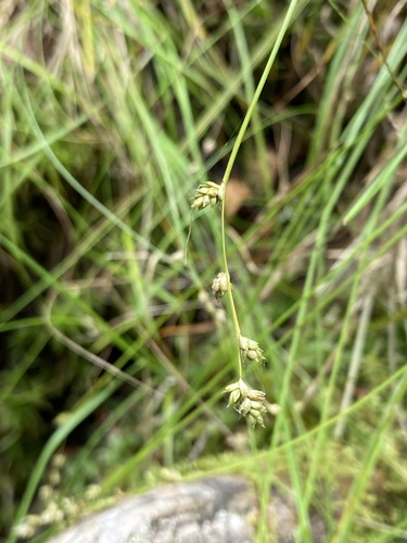 Image of Carex brunnescens by (c) er-birds, some rights reserved (CC BY)