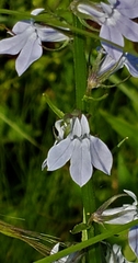 Lobelia spicata