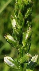 Lobelia spicata