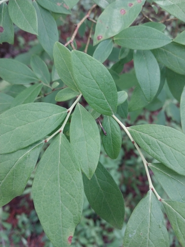 New Jersey Blueberry (Vaccinium caesariense)