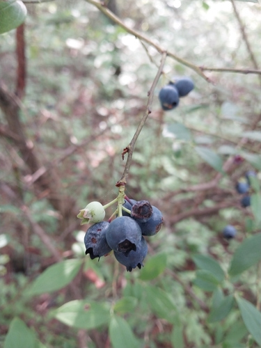 Image of Vaccinium caesariense by (c) Chris Hoess, some rights reserved (CC BY-SA)