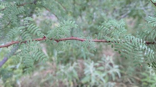 Image of Mimosa texana by (c) Joseph Aubert, some rights reserved (CC BY)