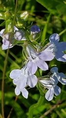 Lobelia spicata