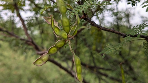 Image of Mimosa texana by (c) Joseph Aubert, some rights reserved (CC BY)