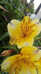 Alstroemeria aurea