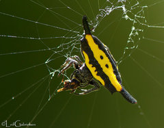 Gasteracantha parangdiadesmia
