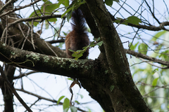 Heliosciurus mutabilis
