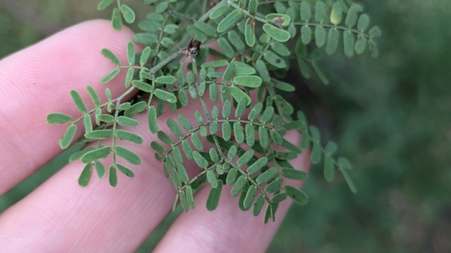 Image of Mimosa texana by (c) Joseph Aubert, some rights reserved (CC BY)