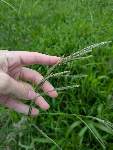 Paspalum urvillei observed 2024-07-08