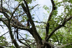 Heliosciurus mutabilis