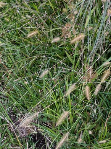 Setaria parviflora observed 2024-07-08