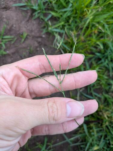 Digitaria violascens observed 2024-07-08