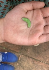 Phlogophora meticulosa