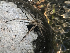 Dolomedes gertschi