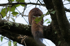Heliosciurus mutabilis