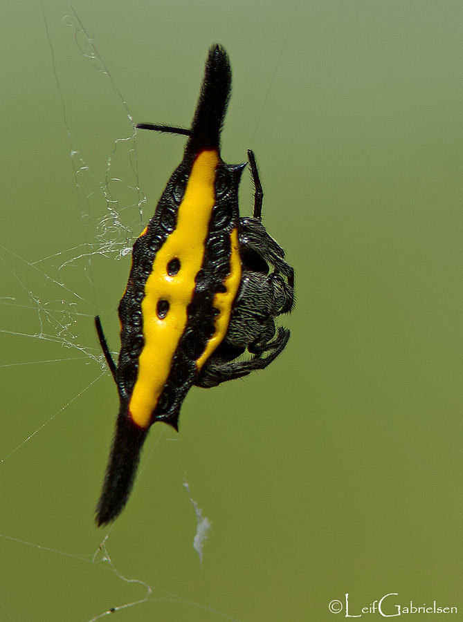 Gasteracantha hecata