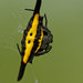 Gasteracantha hecata - Photo (c) leifgabrielsen, algunos derechos reservados (CC BY-NC)