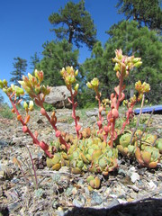 Sedum oregonense