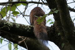 Chiromantis xerampelina