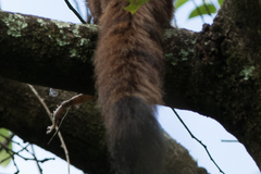 Chiromantis xerampelina