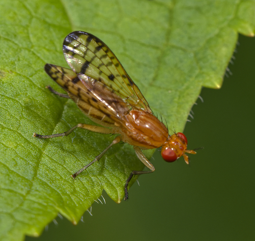Tetanocera valida