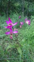 Bletia macristhmochila