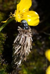 Oiketicoides febretta