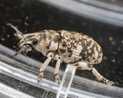 Eudiagogini