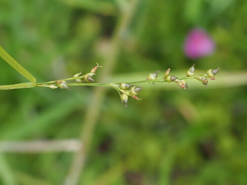 Image of Scleria testacea by (c) Kevin Faccenda, some rights reserved (CC BY)
