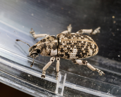 Eudiagogini
