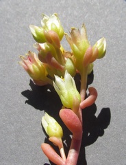 Sedum oregonense